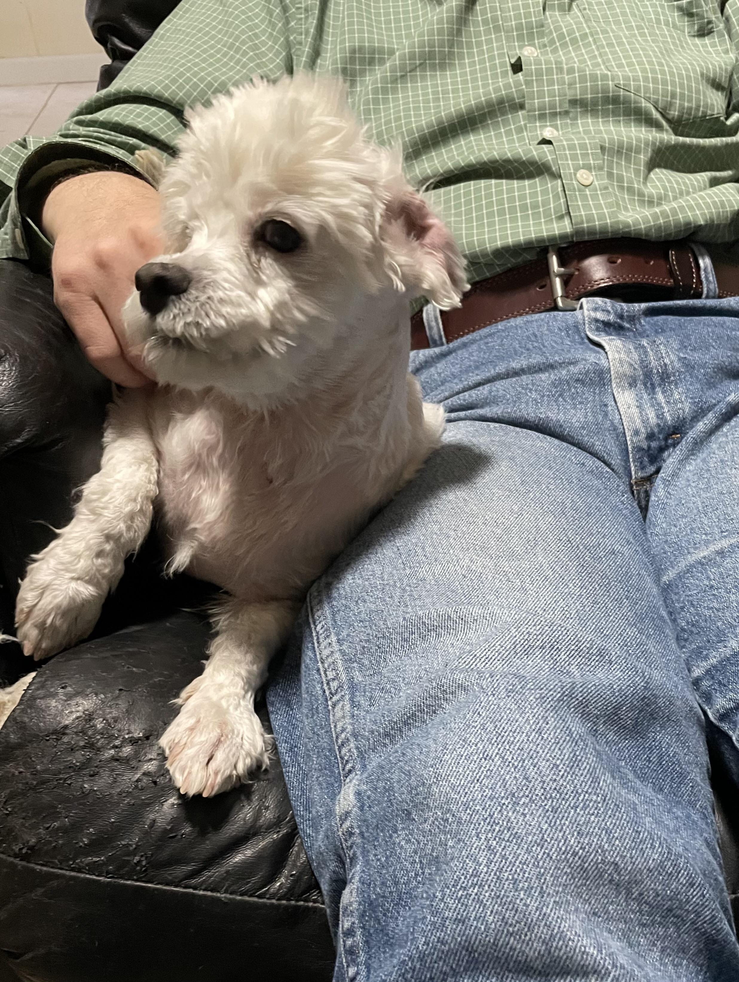 Enlarge Lulana OR13971-Thw, a Adoptable mixed breed in Beaverton, OR image 3/5