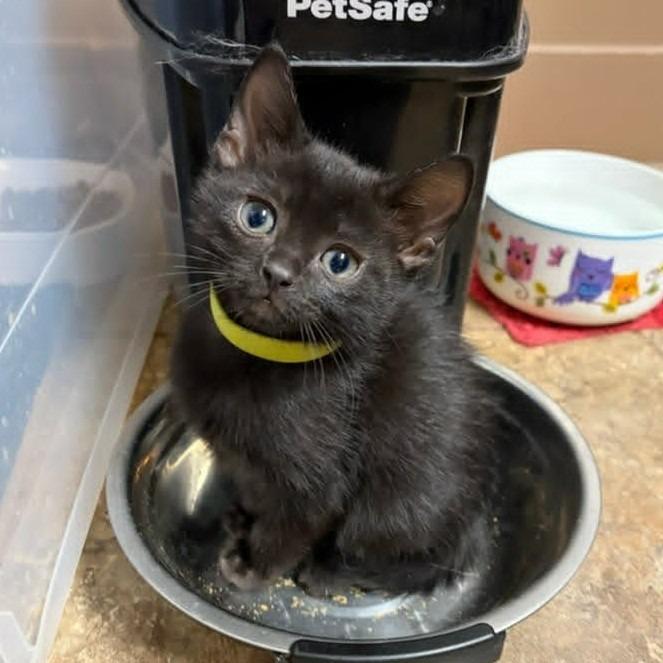 Enlarge Twix, a Adoptable mixed breed in Urbandale, IA image 1/3