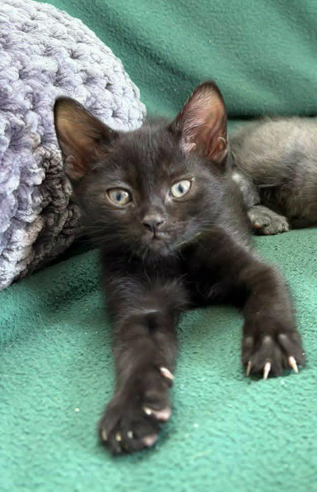 Enlarge Twix, a Adoptable mixed breed in Urbandale, IA image 2/3