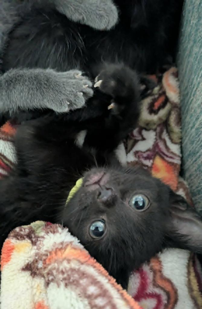 Enlarge Twix, a Adoptable mixed breed in Urbandale, IA image 3/3