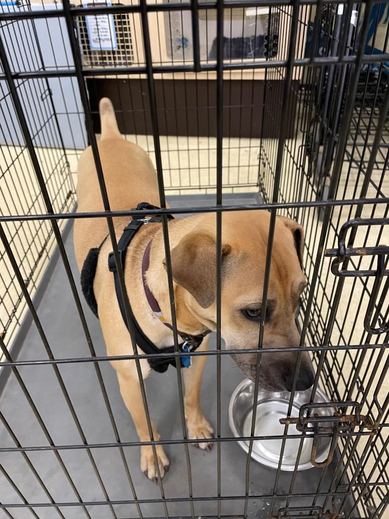 Enlarge Brownie, a Adoptable mixed breed in Dalton, GA image 1/1