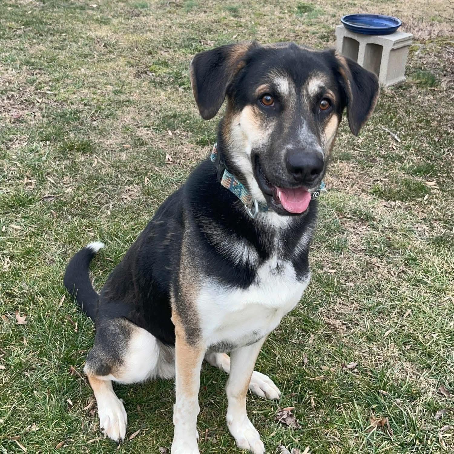 Chase, Adoptable, Young Male German Shepherd Dog.