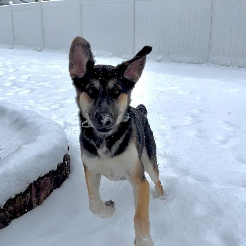 Enlarge Chase, a Adoptable mixed breed in Ashland, KY image 2/2