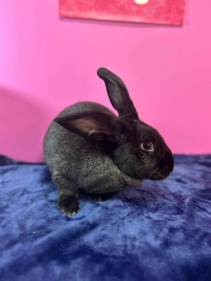 Enlarge Crunchy, a ADOPTABLE New Zealand in St. Charles, MO image 1/6