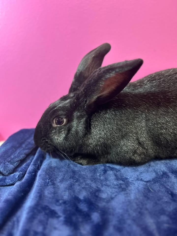 Enlarge Crunchy, a ADOPTABLE New Zealand in St. Charles, MO image 2/6