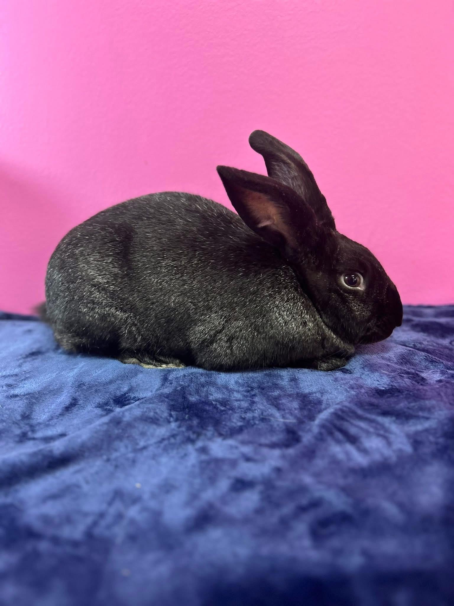 Enlarge Crunchy, a ADOPTABLE New Zealand in St. Charles, MO image 5/6