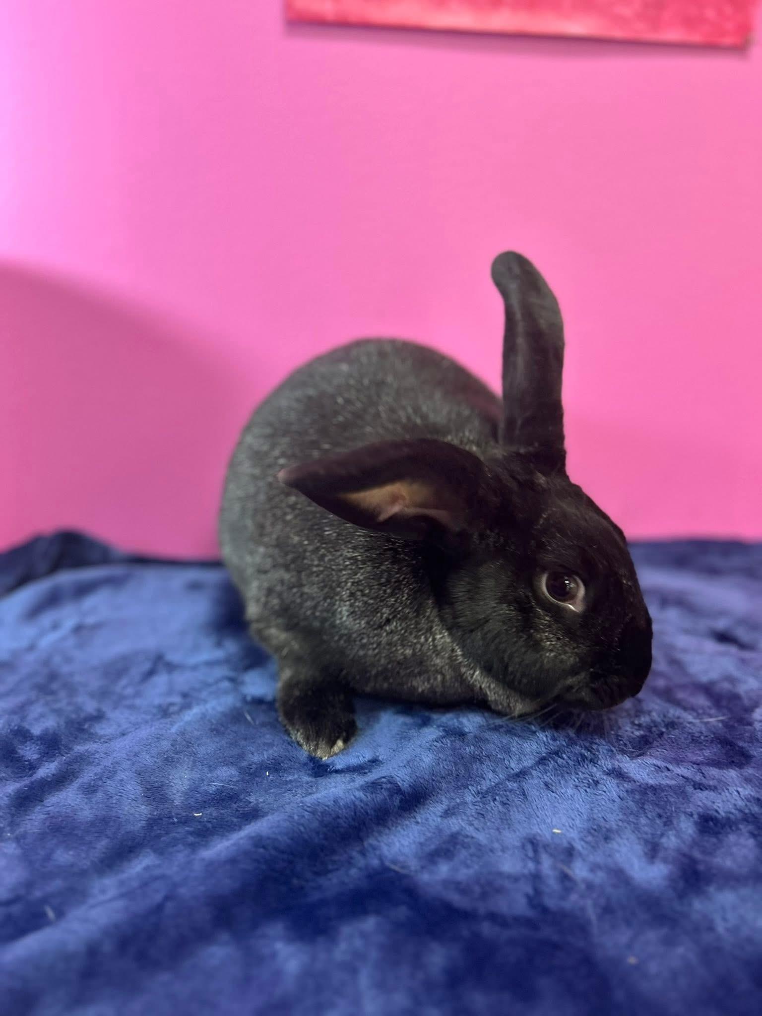 Enlarge Crunchy, a ADOPTABLE New Zealand in St. Charles, MO image 3/6