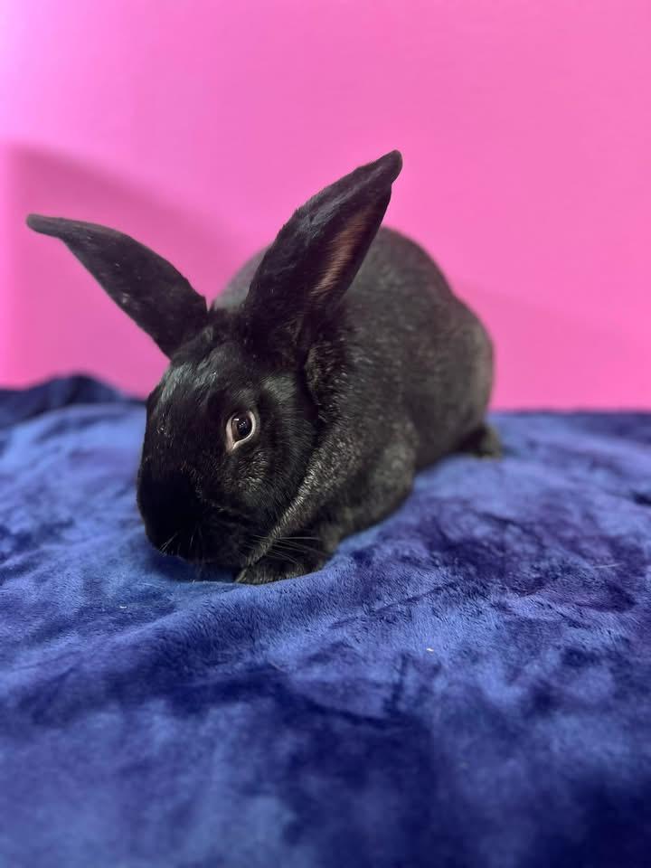 Enlarge Crunchy, a ADOPTABLE New Zealand in St. Charles, MO image 4/6