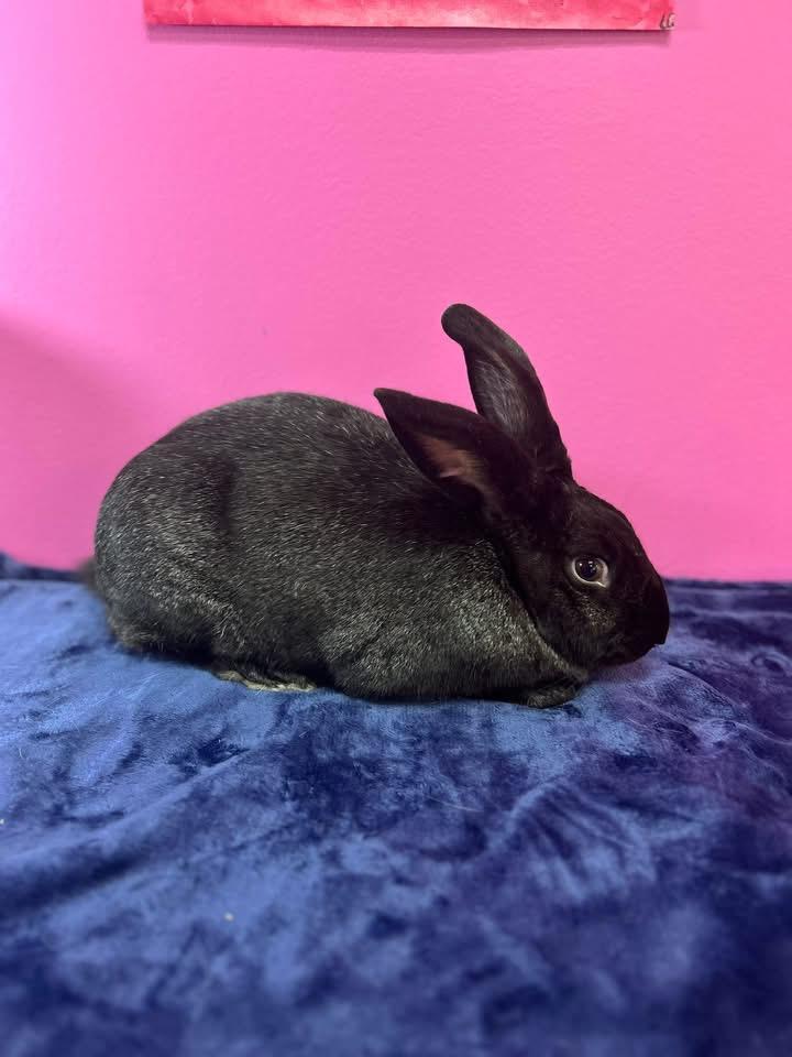 Enlarge Crunchy, a ADOPTABLE New Zealand in St. Charles, MO image 6/6