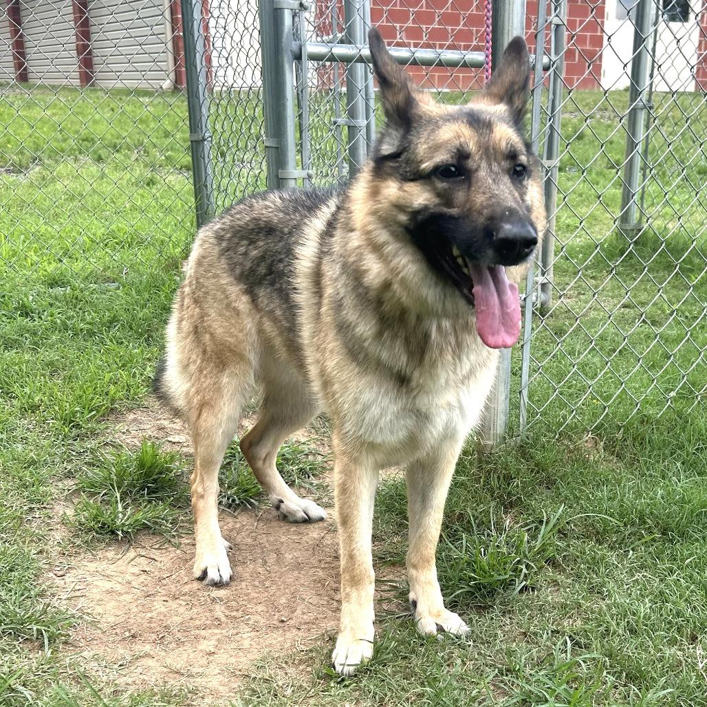 Cher, Adoptable, Adult Female German Shepherd Dog & Mixed Breed.