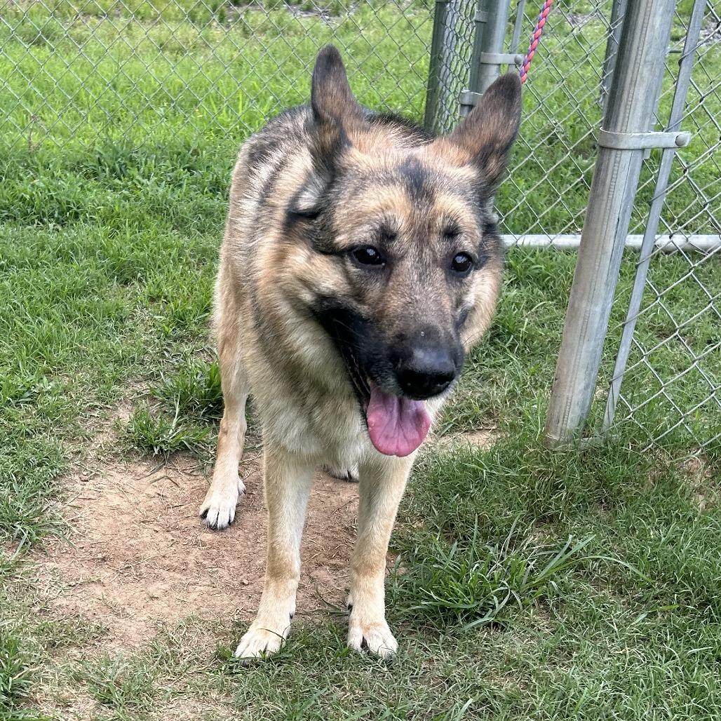 Enlarge Cher, a Adoptable mixed breed in Cabot, AR image 2/4