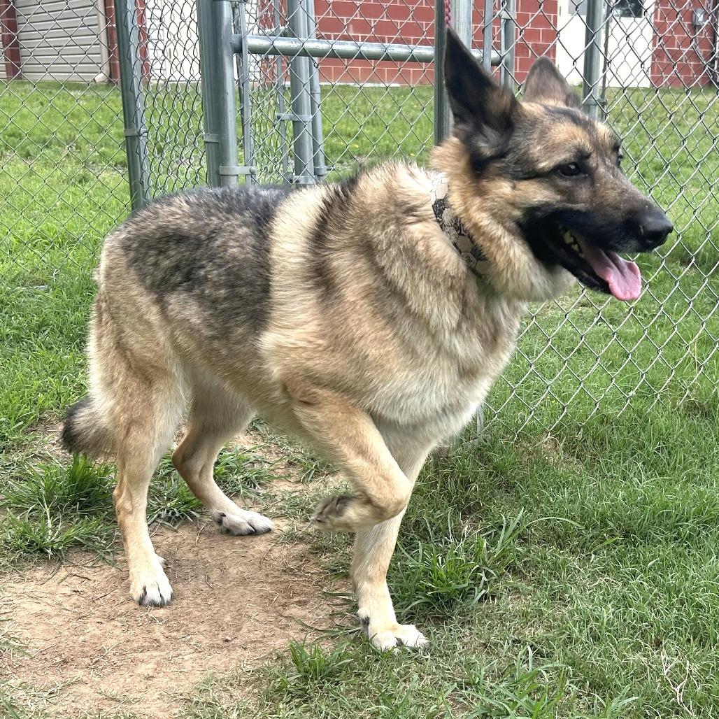 Enlarge Cher, a Adoptable mixed breed in Cabot, AR image 3/4