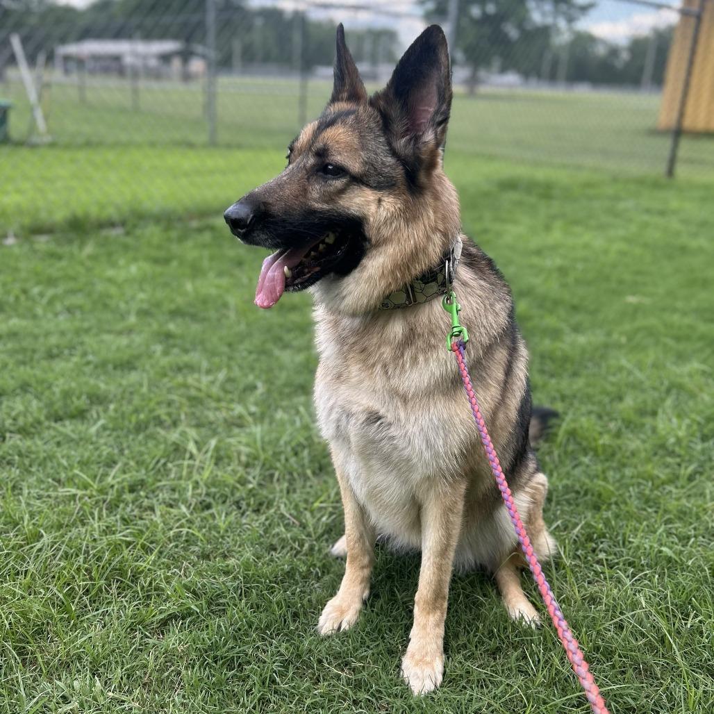 Enlarge Cher, a Adoptable mixed breed in Cabot, AR image 4/4