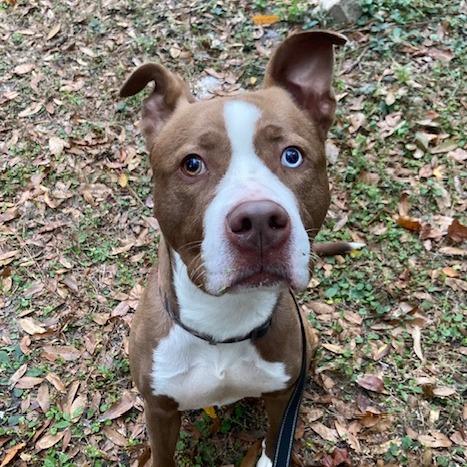 Kashe', Adoptable, Adult Male Mixed Breed.