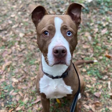 Enlarge Kashe', a Adoptable Mixed Breed in Jacksonville, FL image 2/2