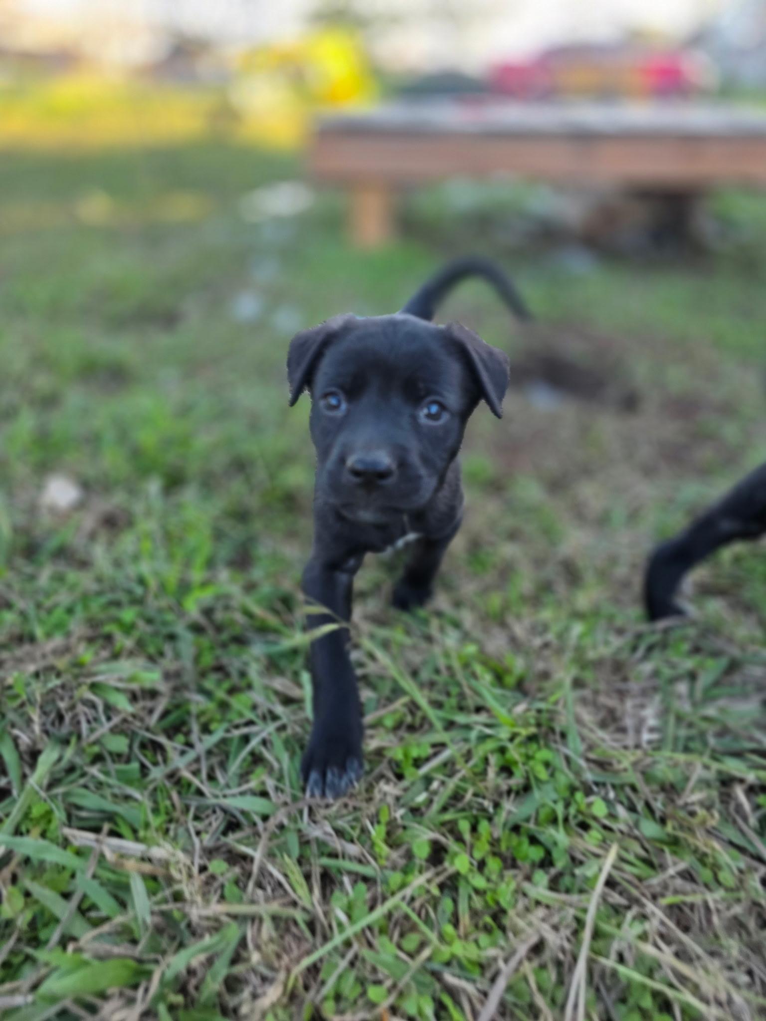 Pistachio, ADOPTABLE, Young Male Labrador Retriever.