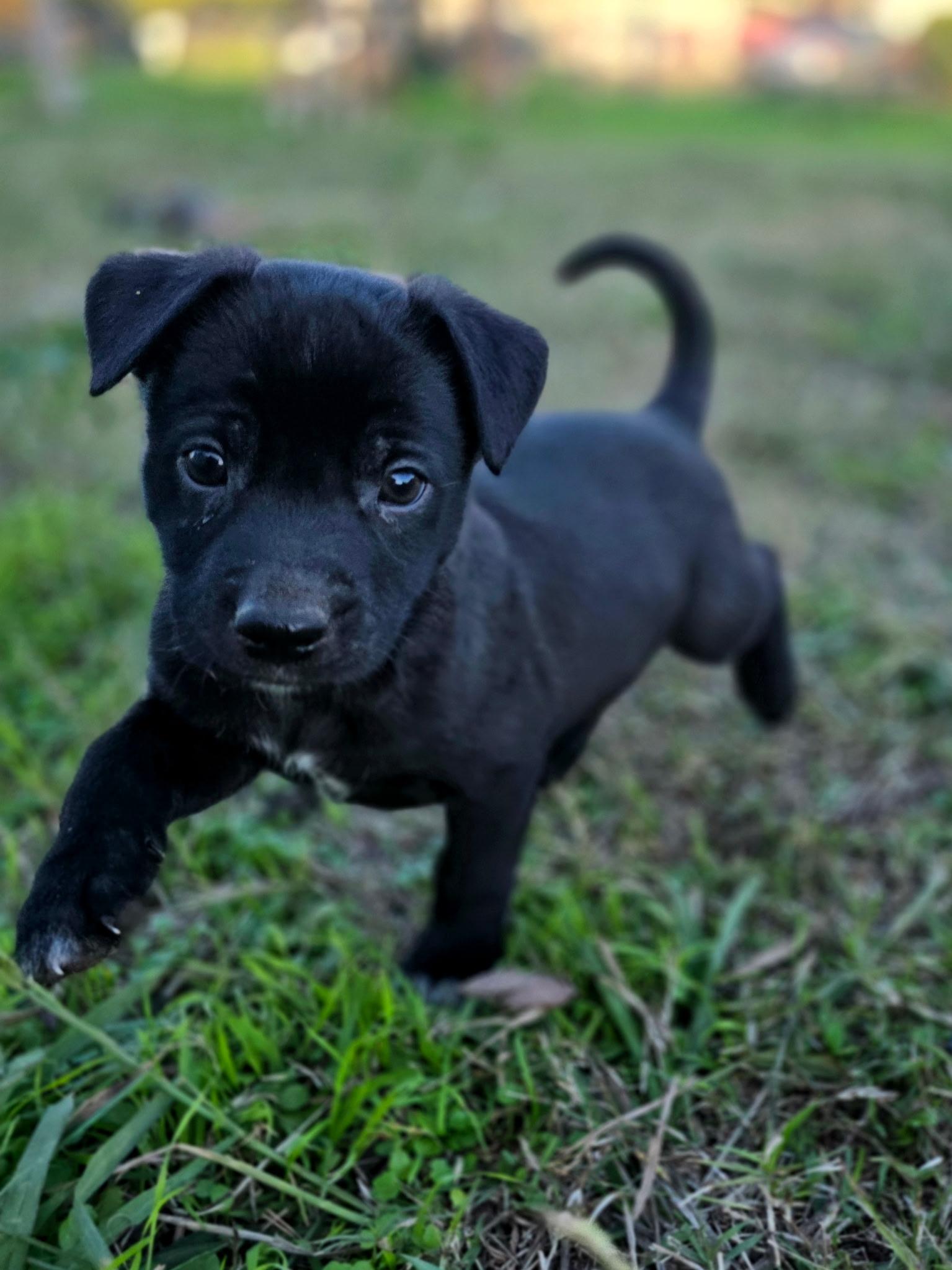 Enlarge Pistachio, a ADOPTABLE mixed breed in Penryn, CA image 2/3