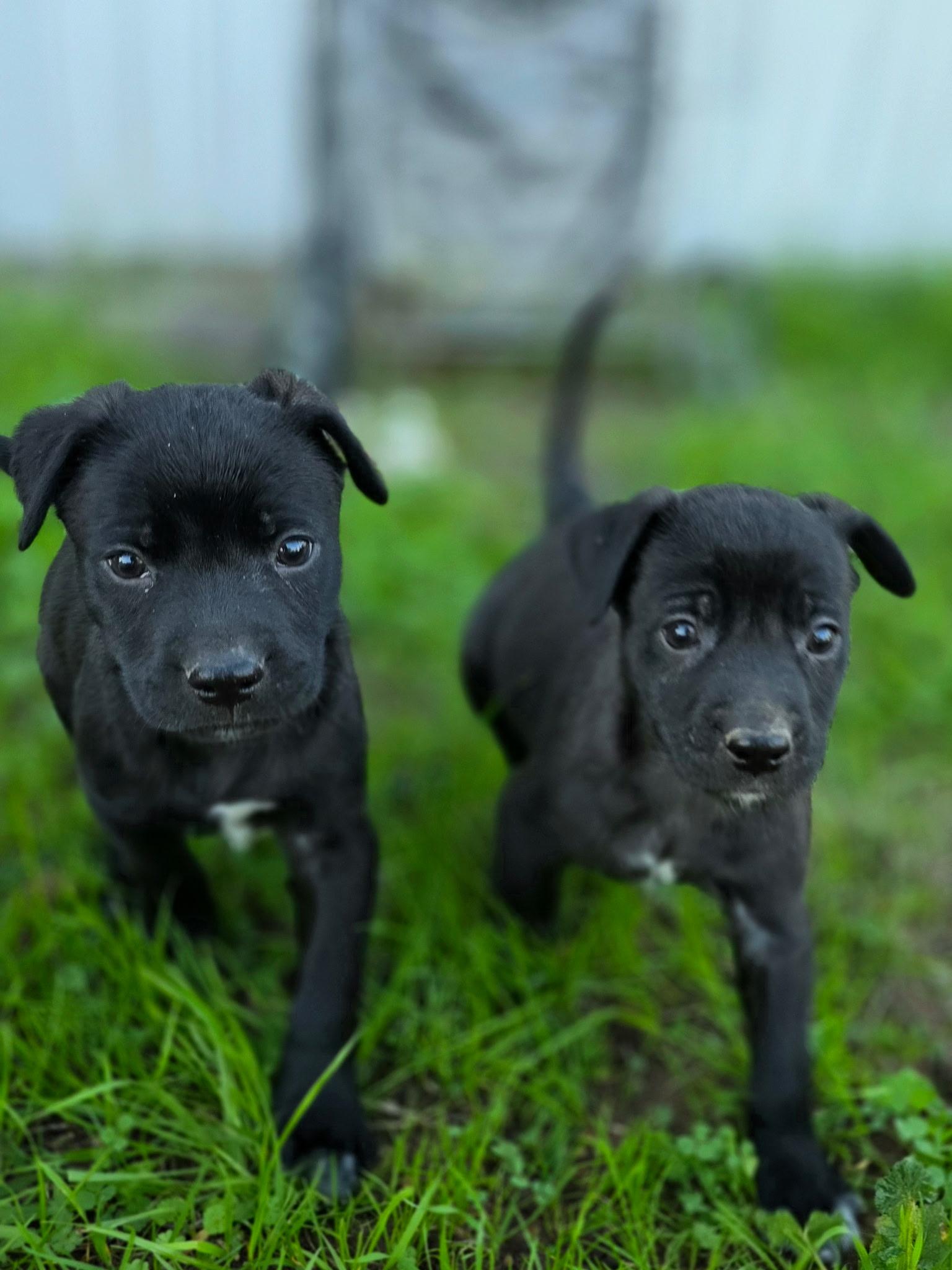 Enlarge Pistachio, a ADOPTABLE mixed breed in Penryn, CA image 3/3