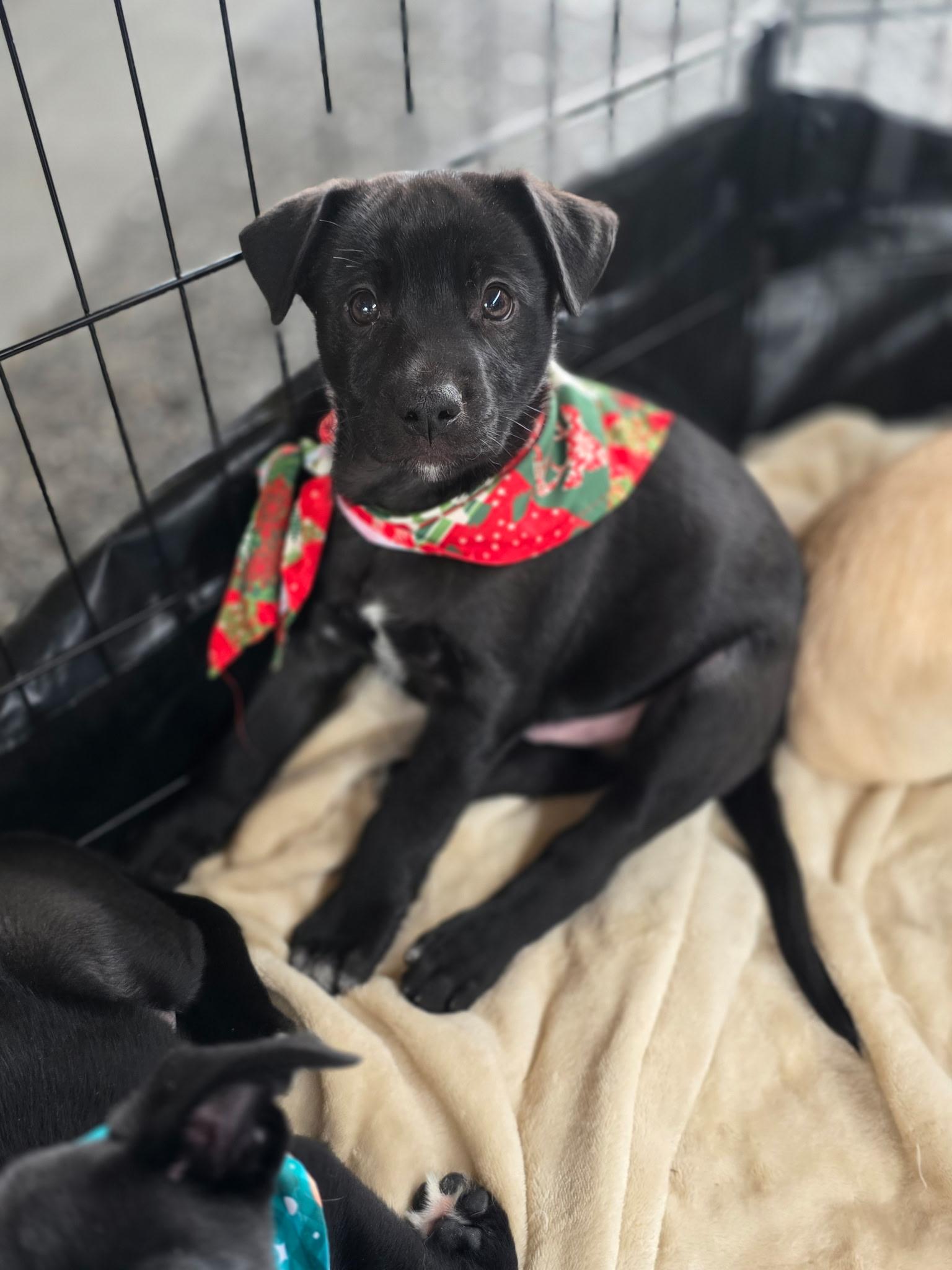 Pistachio, ADOPTABLE, Young Male Labrador Retriever.