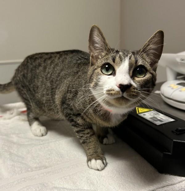 Paisley, Adoptable, Young Female Domestic Short Hair.