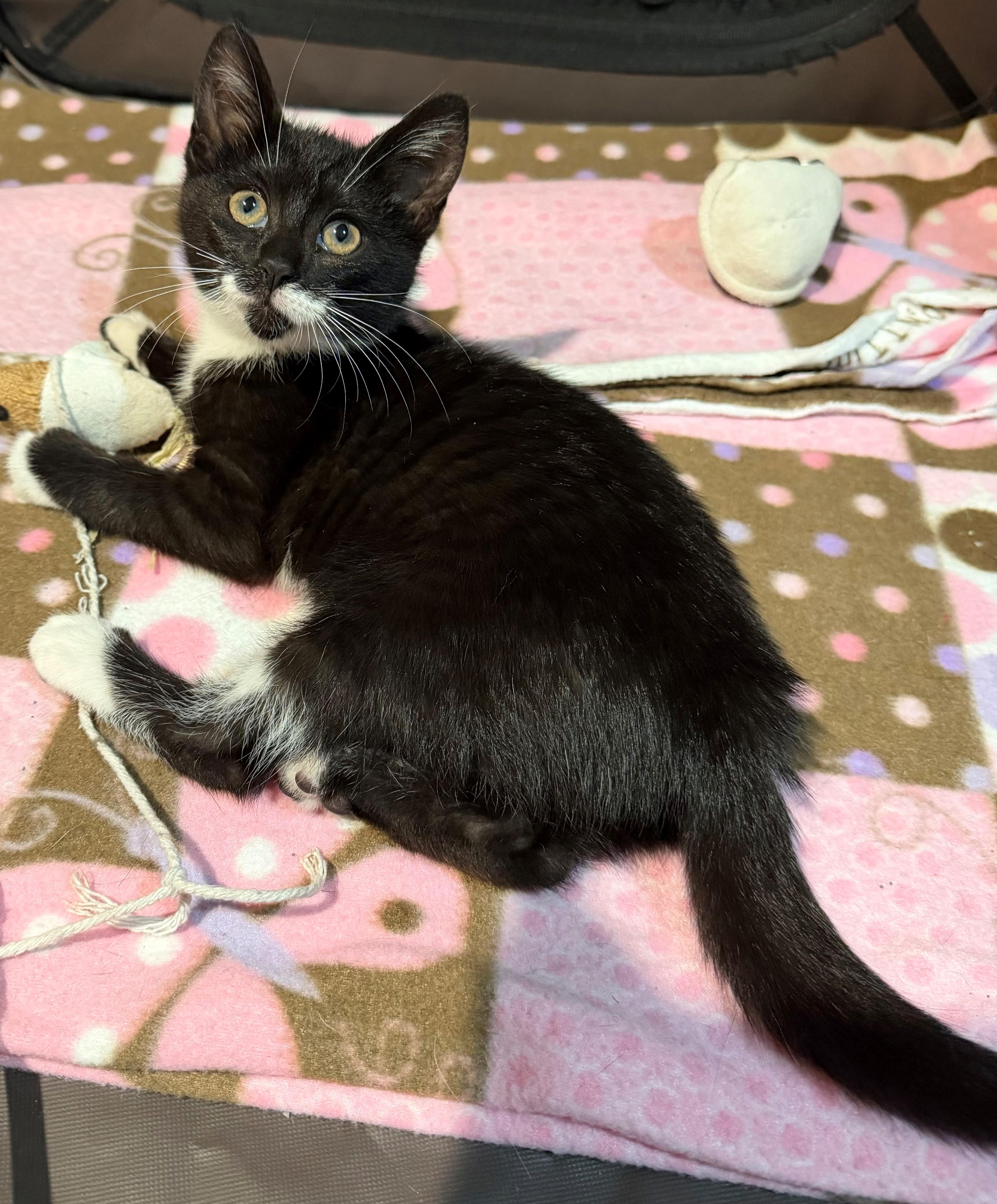 Enlarge Nancy, an adopted Domestic Short Hair in Westfield, NJ image 3/4