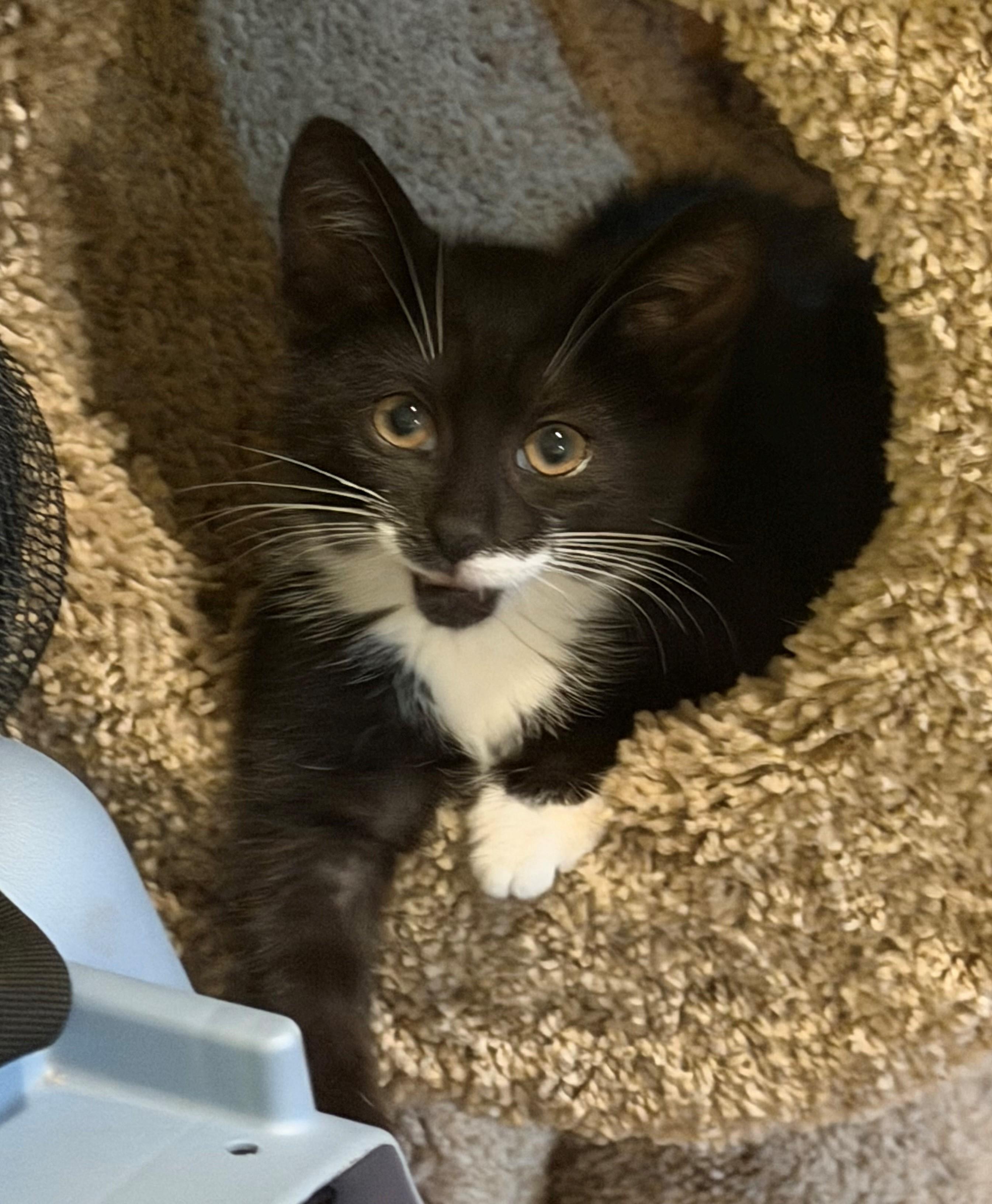 Nancy, adopted, Kitten Female Domestic Short Hair.