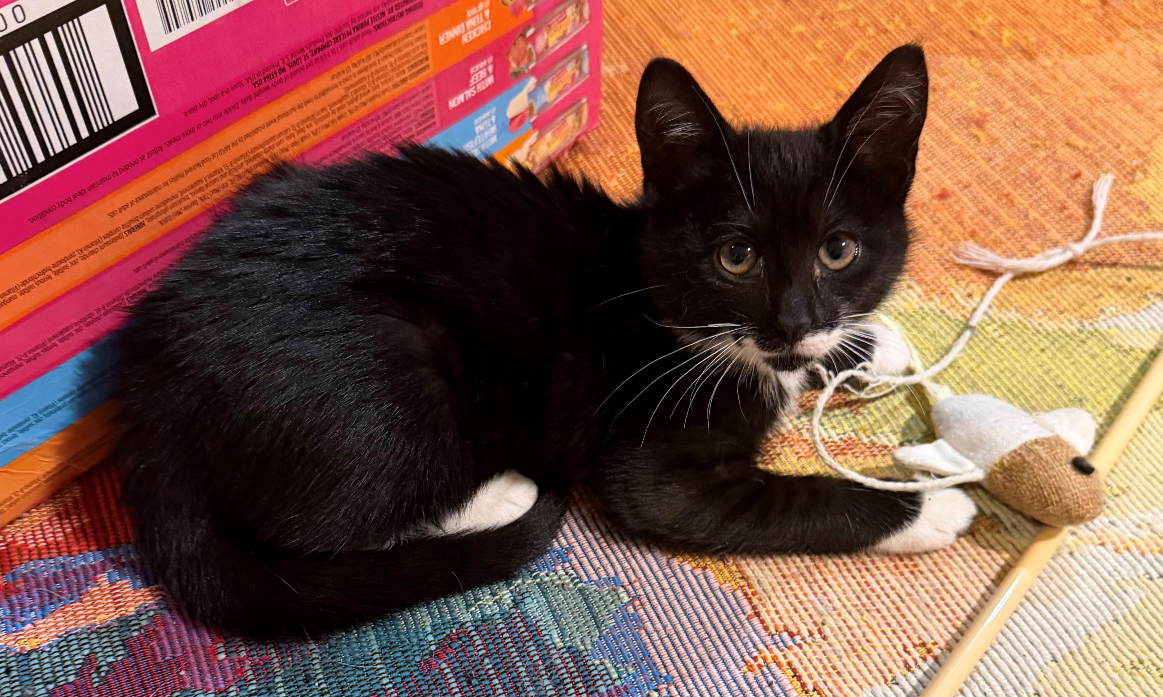 Enlarge Nancy, an adopted Domestic Short Hair in Westfield, NJ image 2/4