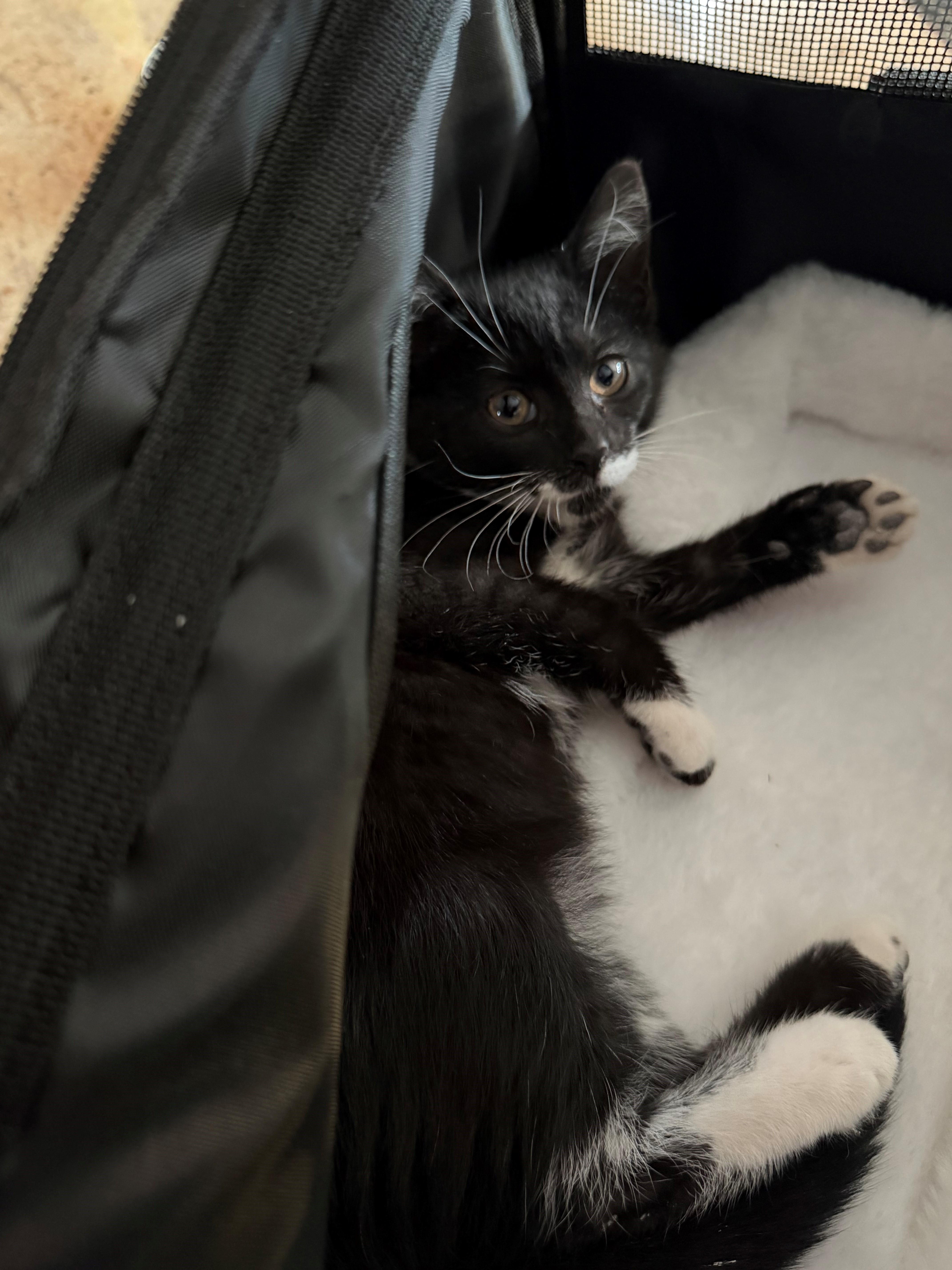Enlarge Nancy, an adopted Domestic Short Hair in Westfield, NJ image 4/4