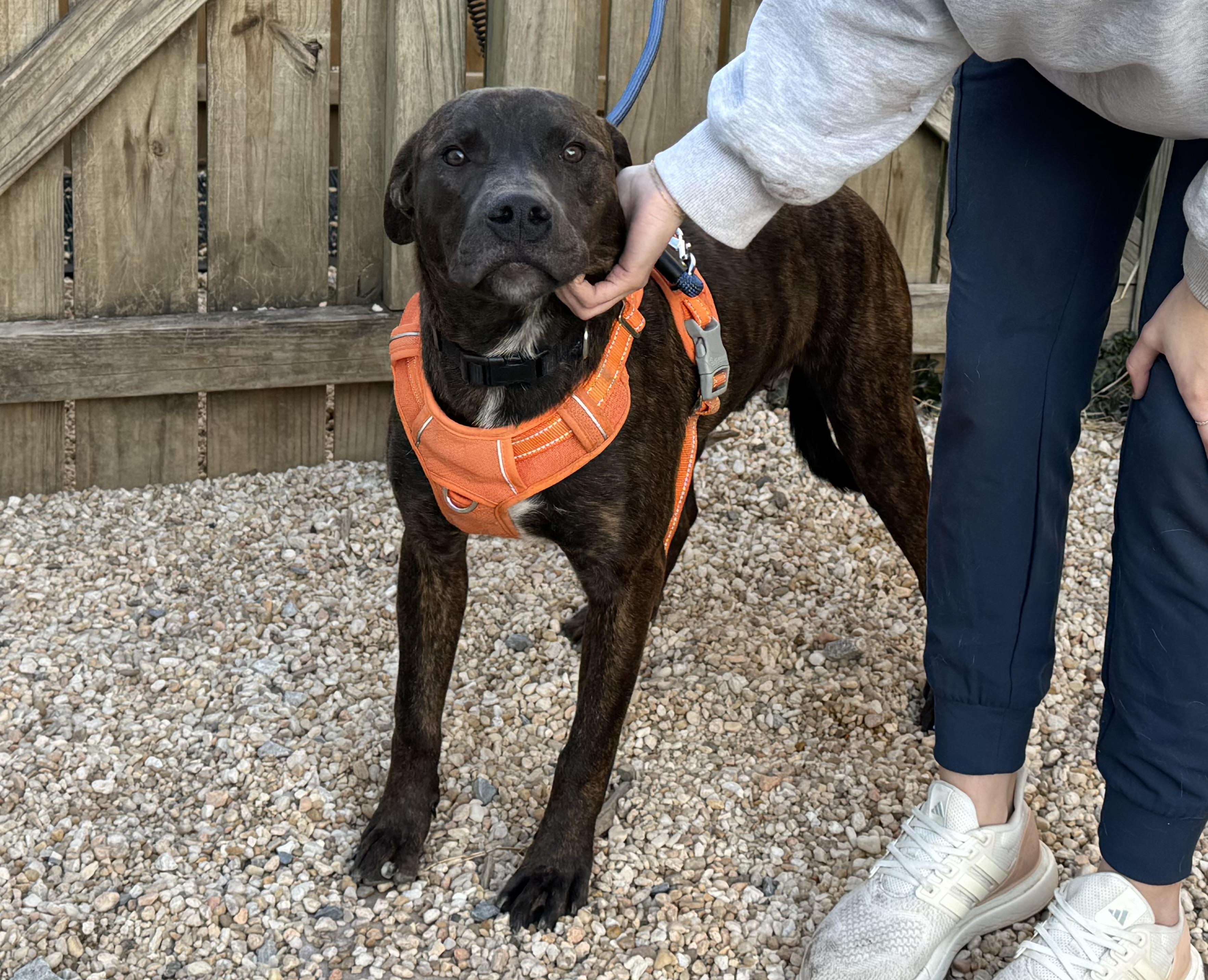 Enlarge Chase, a ADOPTABLE Mixed Breed in Ellicott City, MD image 4/4