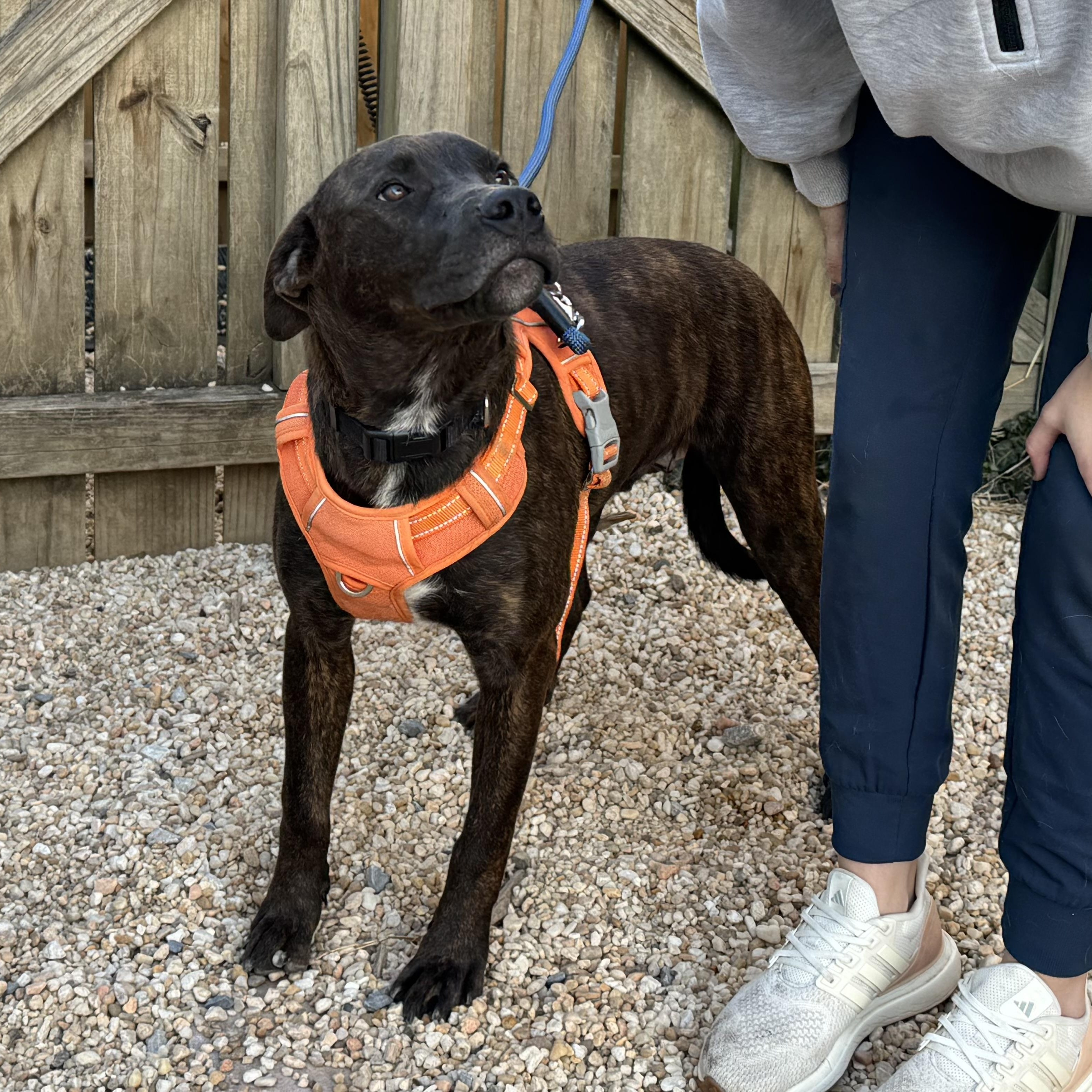 Enlarge Chase, a ADOPTABLE Mixed Breed in Ellicott City, MD image 2/4
