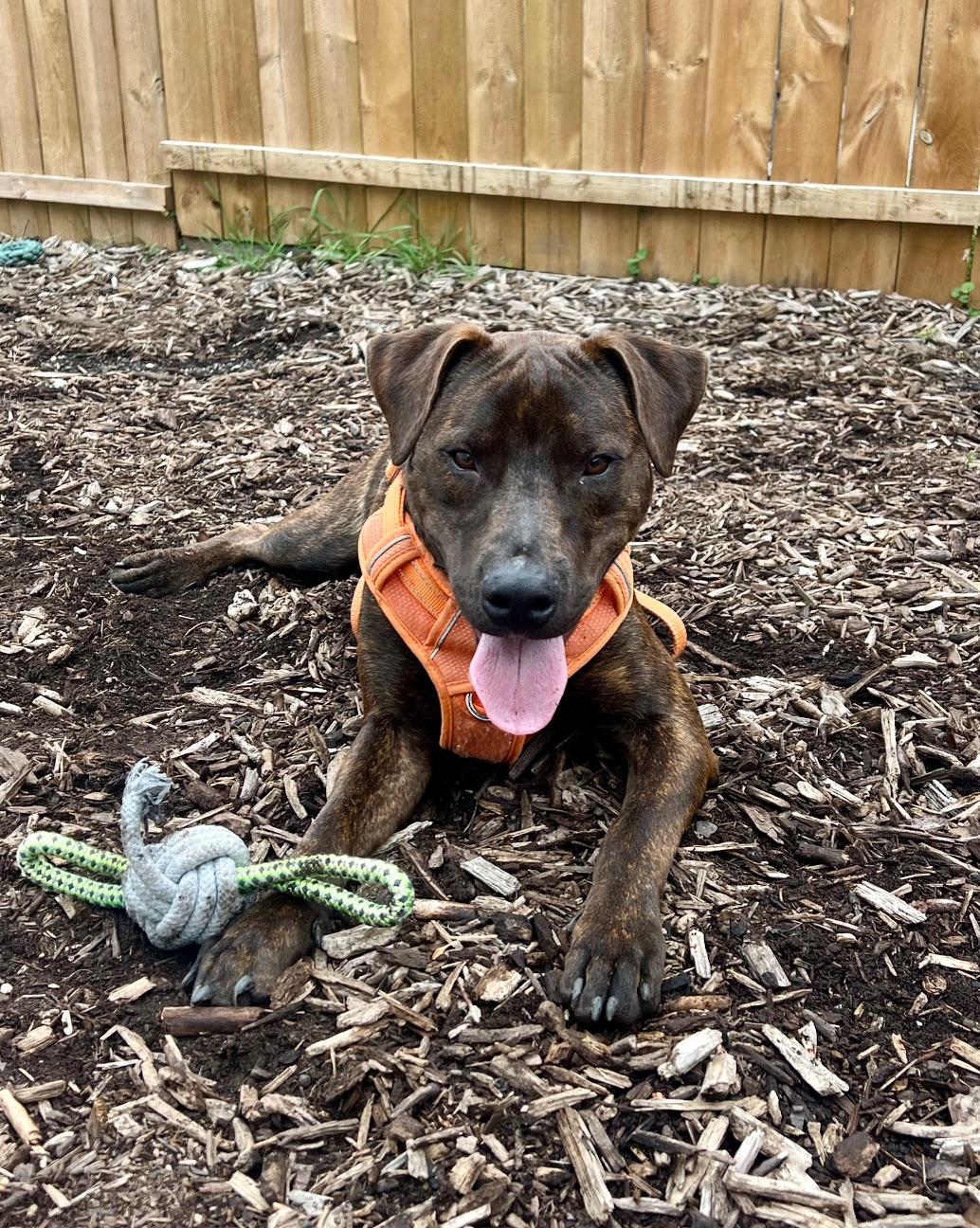 Enlarge Chase, an adoptable Mixed Breed in Ellicott City, MD image 2/6