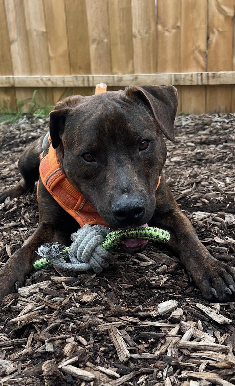 Enlarge Chase, an adoptable Mixed Breed in Ellicott City, MD image 6/6
