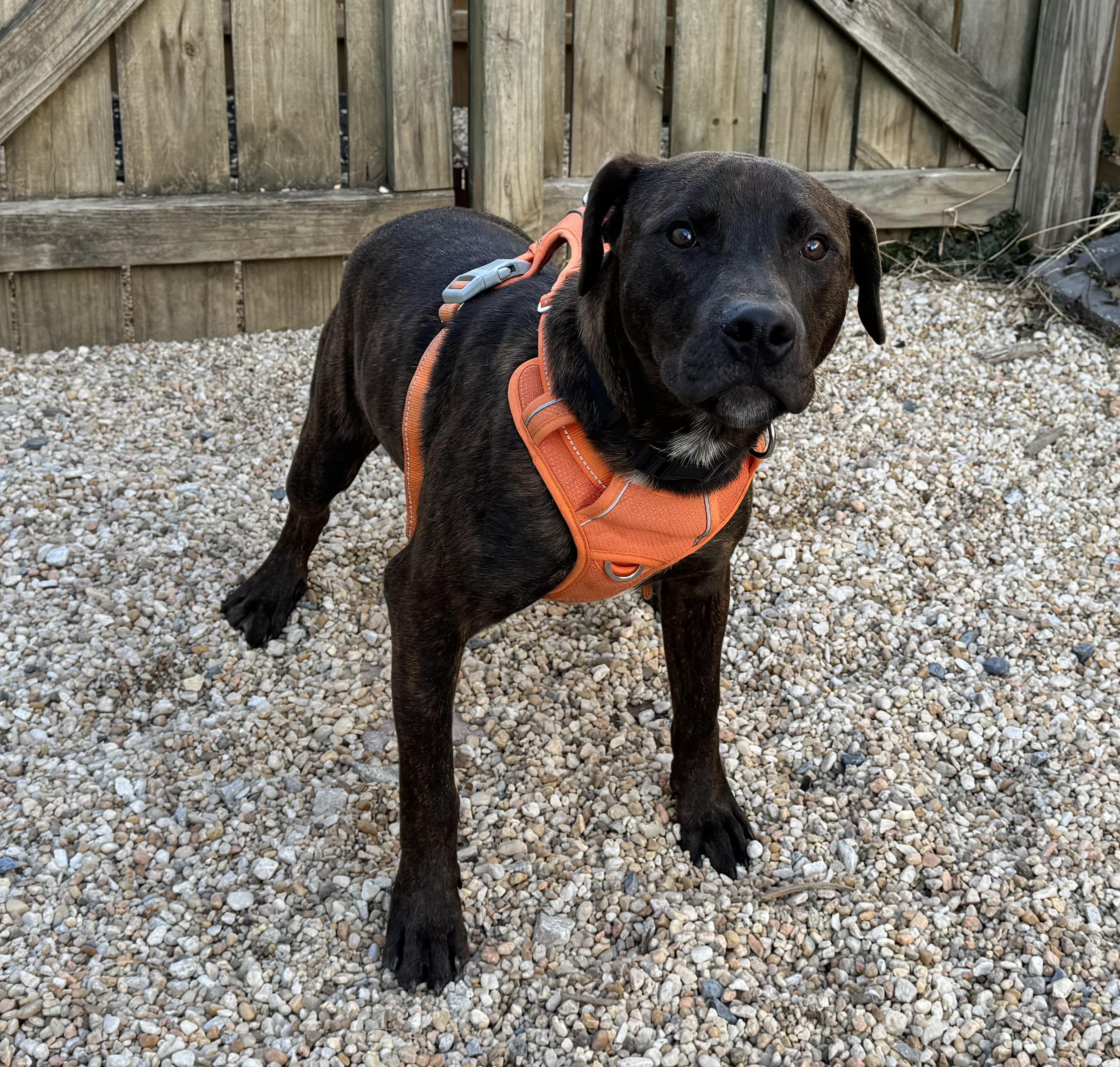 Chase, ADOPTABLE, Young Male Mixed Breed.