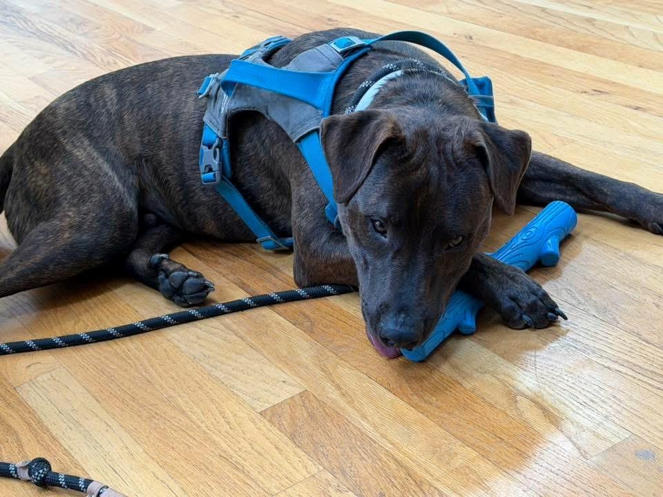 Chase, an adoptable Mixed Breed in Ellicott City, MD image 6/6