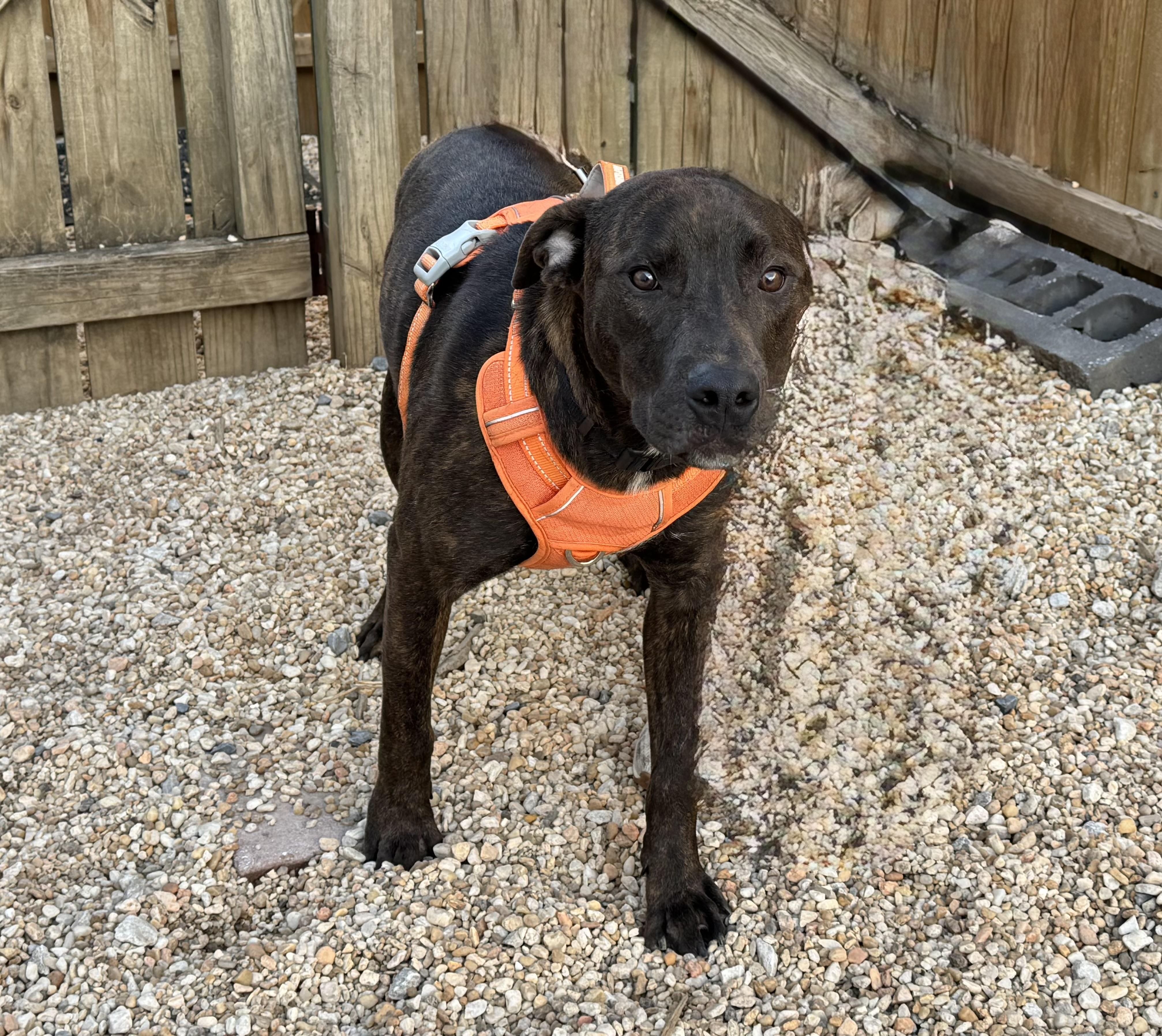 Enlarge Chase, a ADOPTABLE Mixed Breed in Ellicott City, MD image 3/4