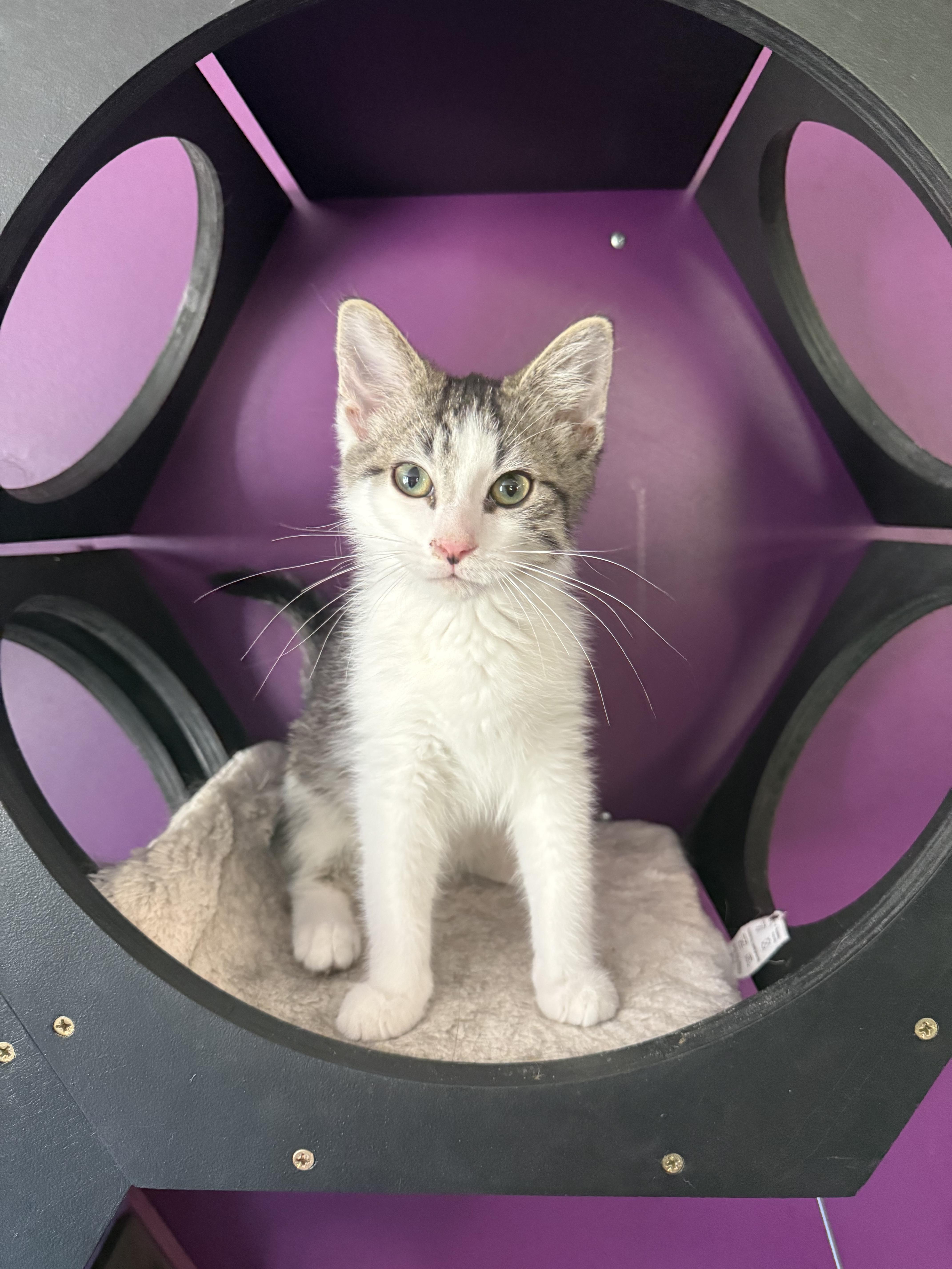 Snapdragon, a ADOPTABLE Domestic Short Hair in Frewsburg, NY image 2/2