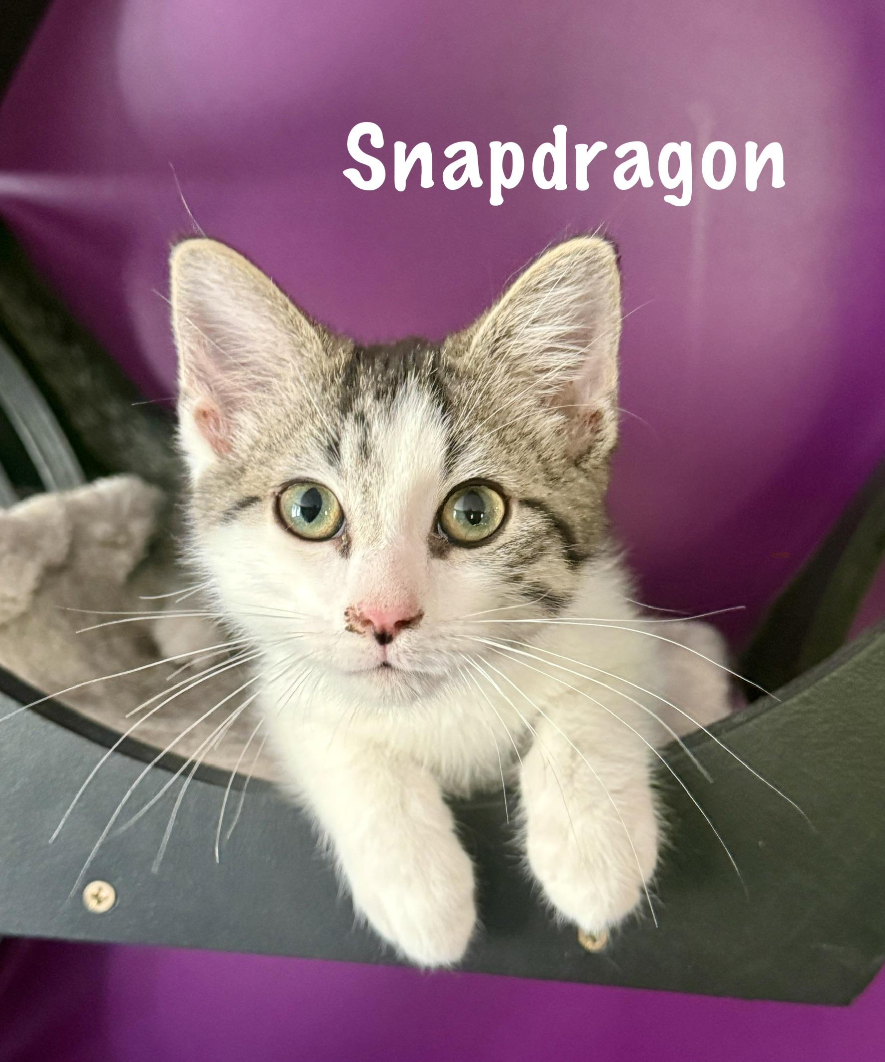 Snapdragon, ADOPTABLE, Kitten Male Domestic Short Hair.