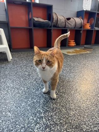 Mango, Adoptable, Young Female Domestic Short Hair & Domestic Short Hair.