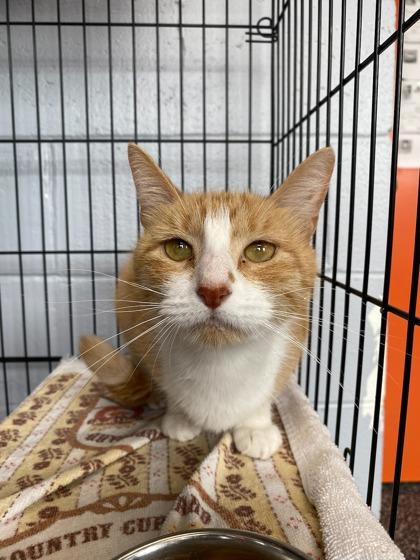 Mango, a Adoptable Domestic Short Hair in Montclair, NJ image 2/2