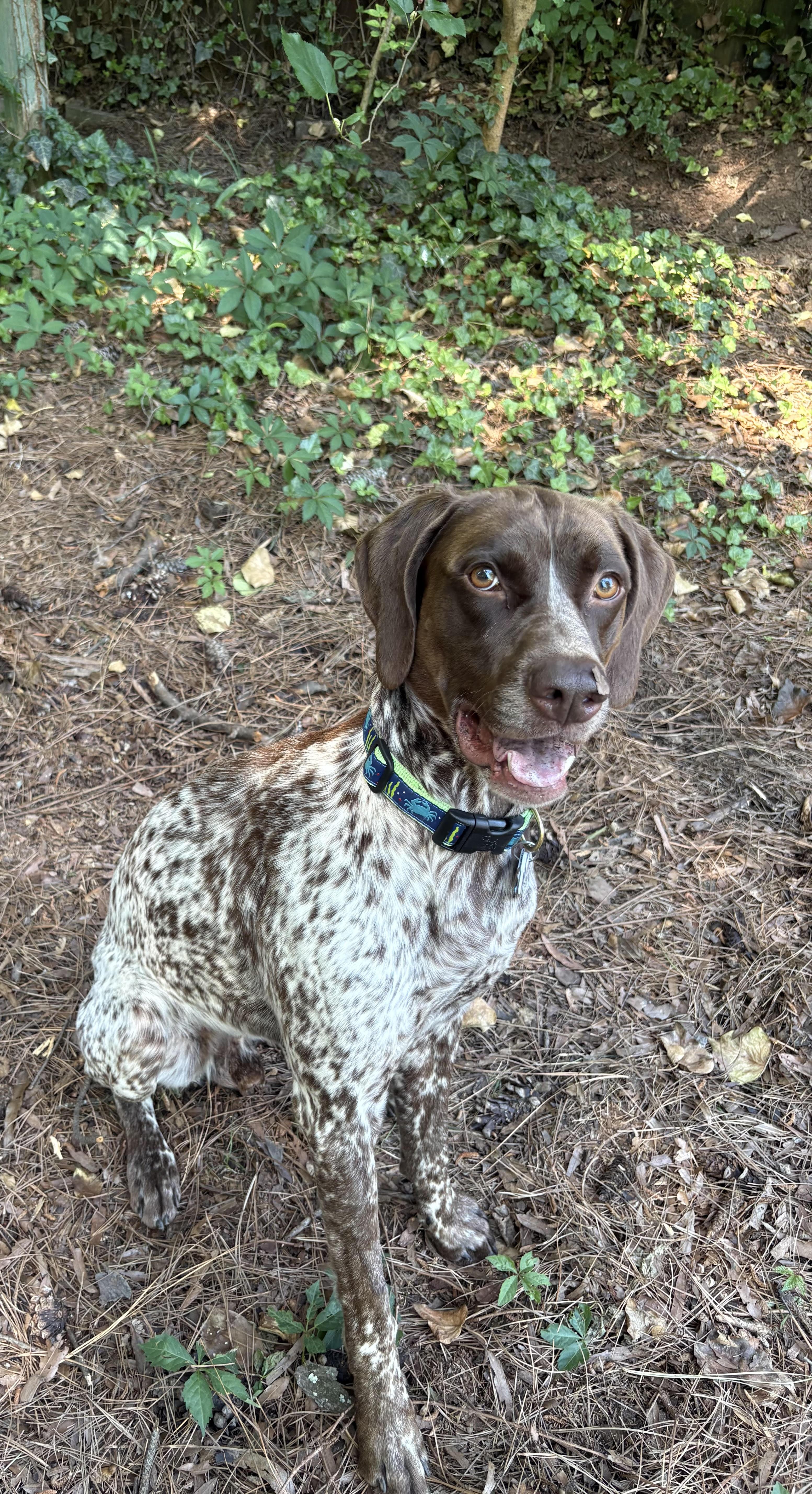 Enlarge Zumi, a ADOPTABLE German Shorthaired Pointer in Marion, MA image 1/4