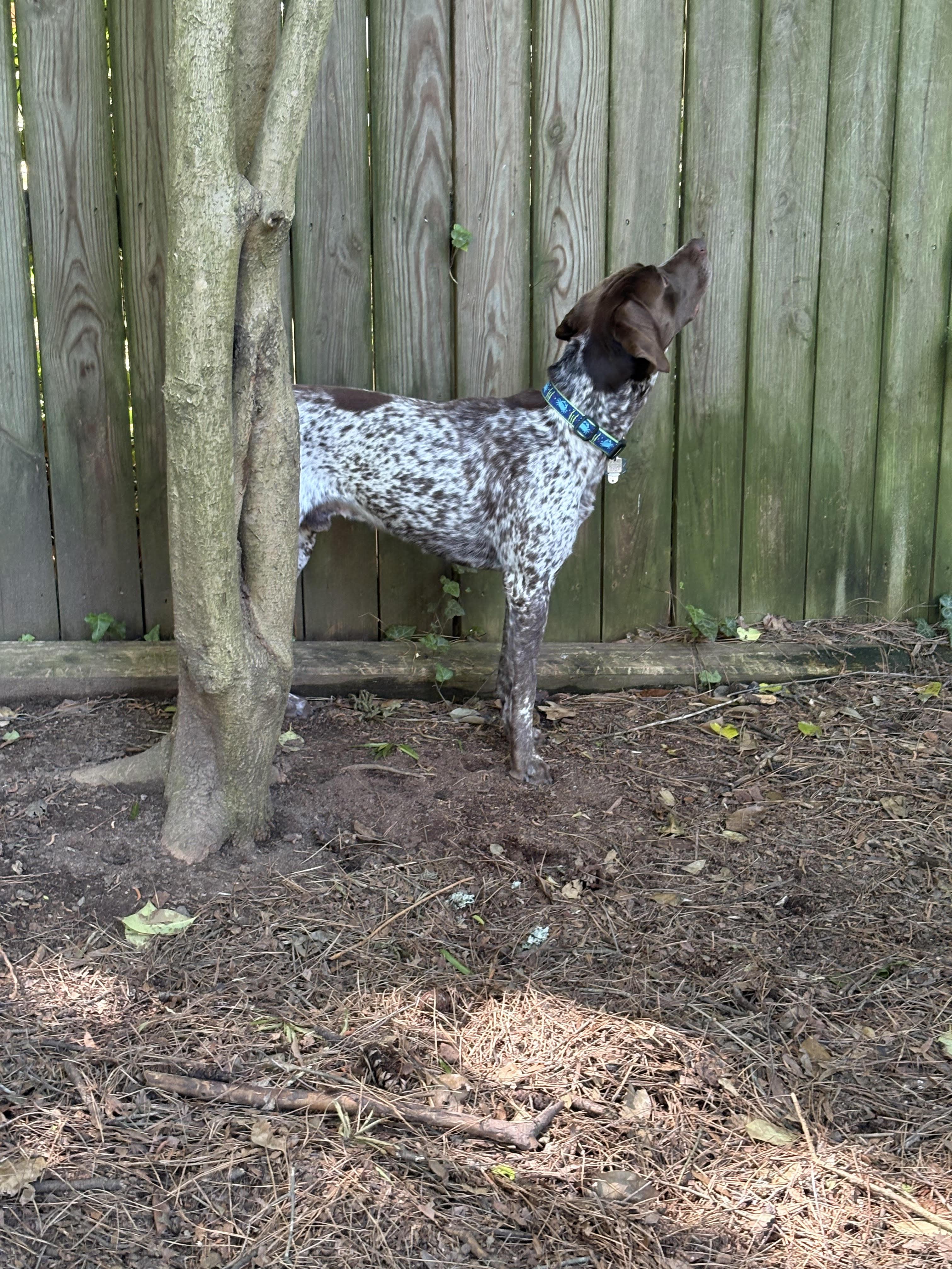 Enlarge Zumi, a ADOPTABLE German Shorthaired Pointer in Marion, MA image 2/4