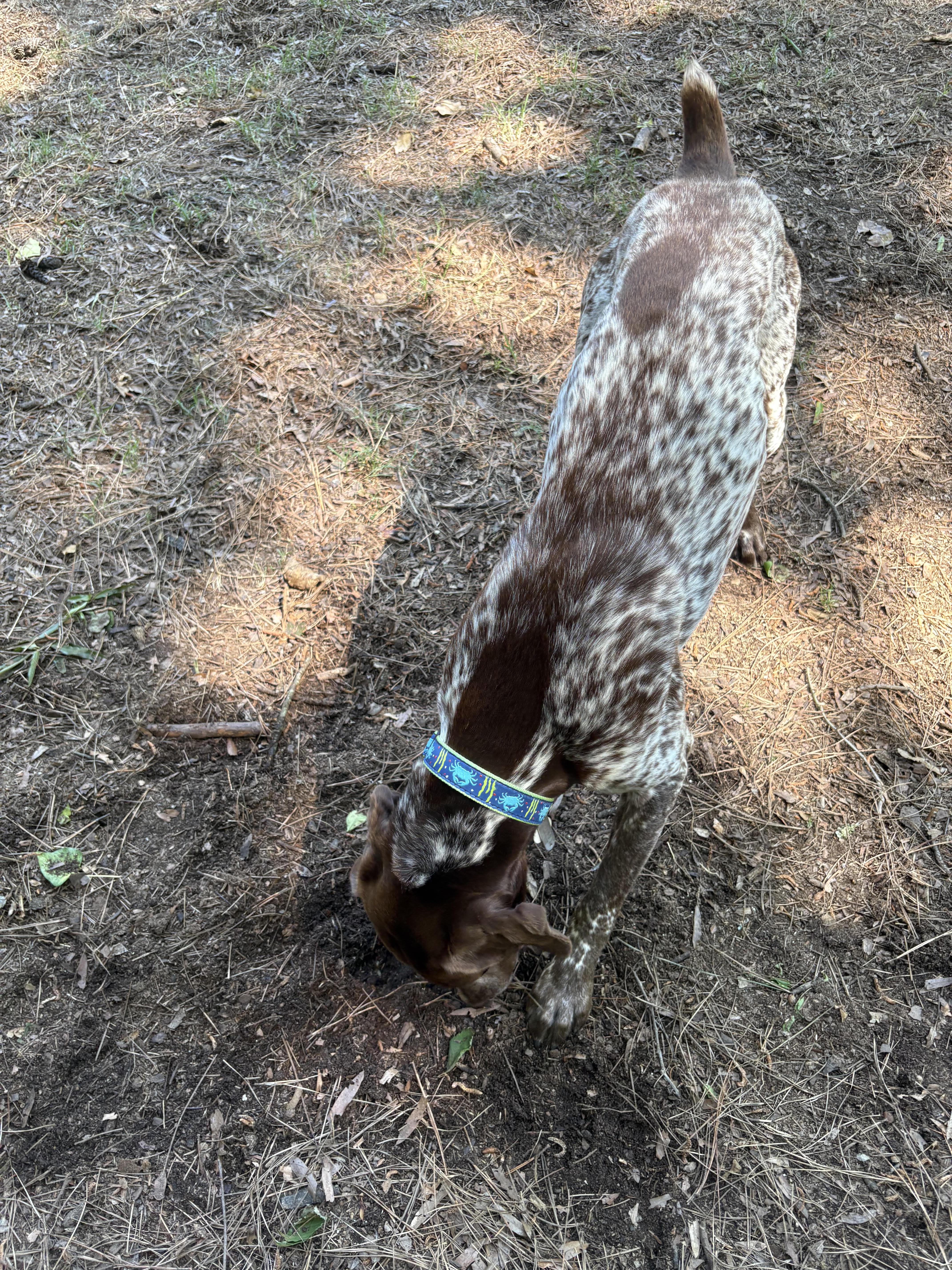Enlarge Zumi, a ADOPTABLE German Shorthaired Pointer in Marion, MA image 3/4
