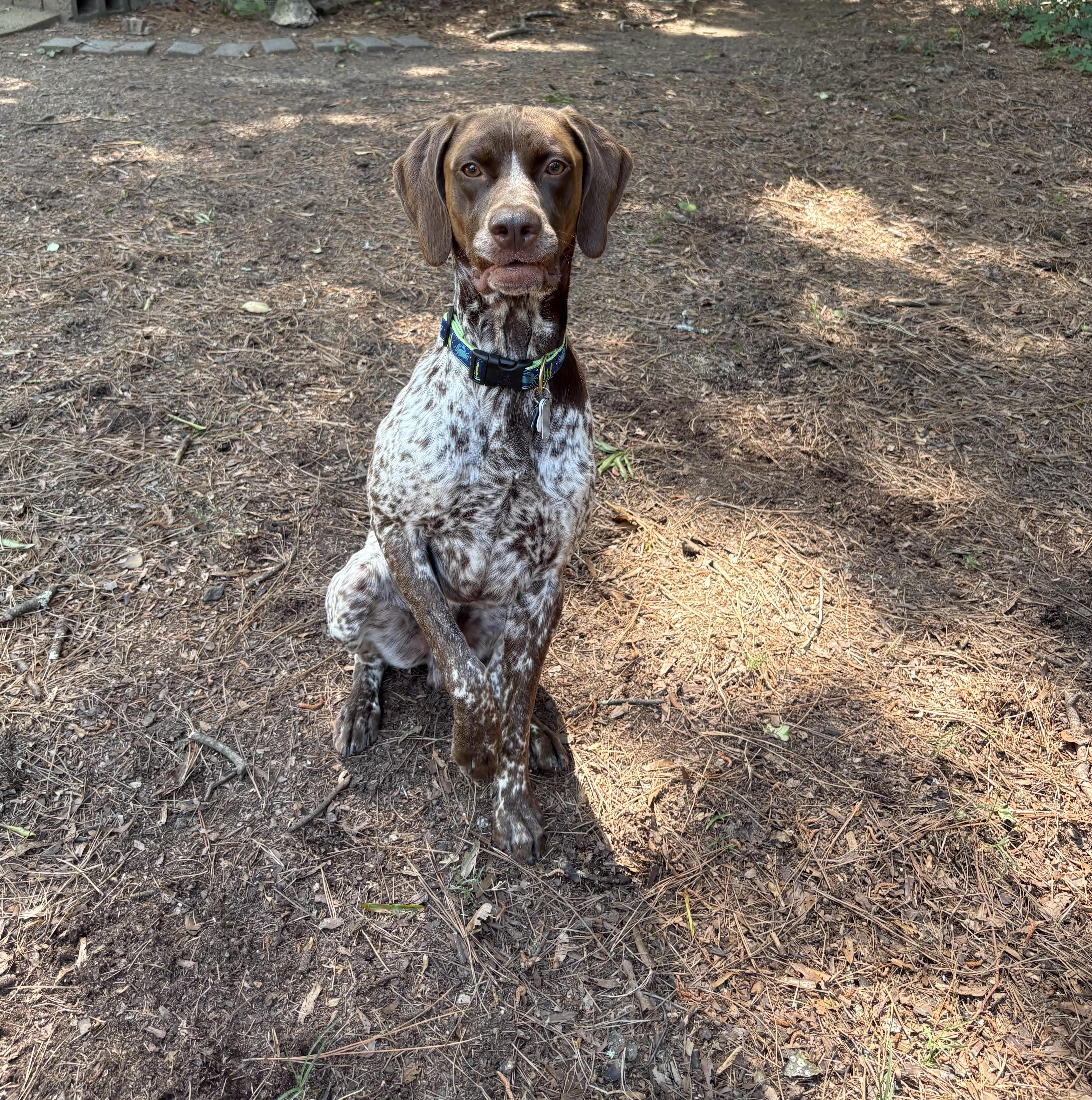 Enlarge Zumi, a ADOPTABLE German Shorthaired Pointer in Marion, MA image 4/4
