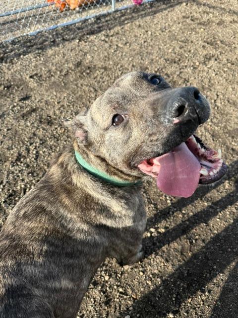 Geoffrey 26-9430, Adoptable, Adult Male Mixed Breed.