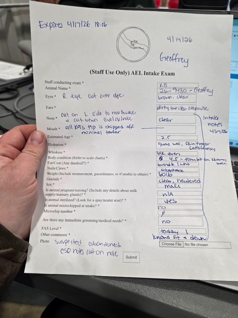 Enlarge Geoffrey 26-9430, a Adoptable mixed breed in Minot, ND image 2/4