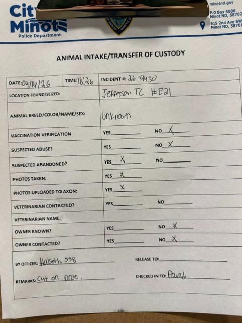 Enlarge Geoffrey 26-9430, a Adoptable mixed breed in Minot, ND image 3/4