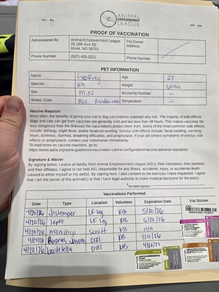 Enlarge Geoffrey 26-9430, a Adoptable mixed breed in Minot, ND image 4/4