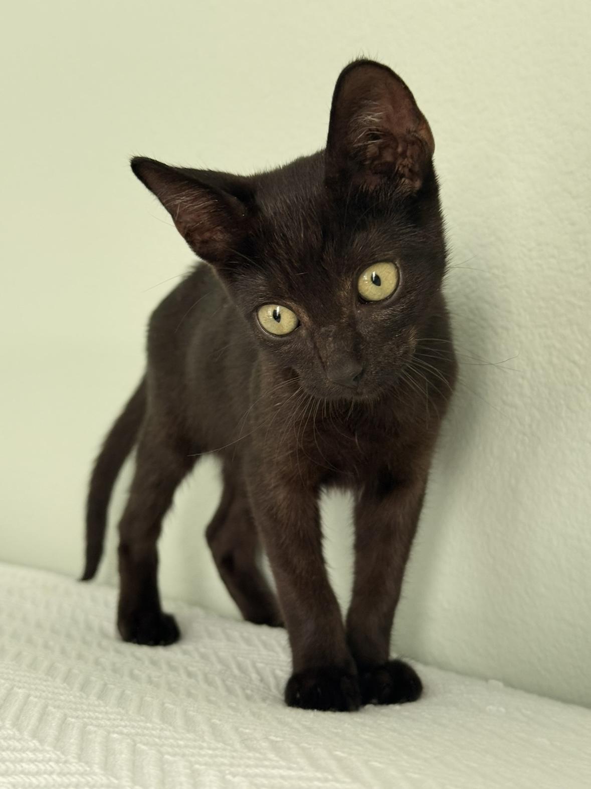 Lafayette, a Adopted Domestic Short Hair in New Orleans, LA image 1/6