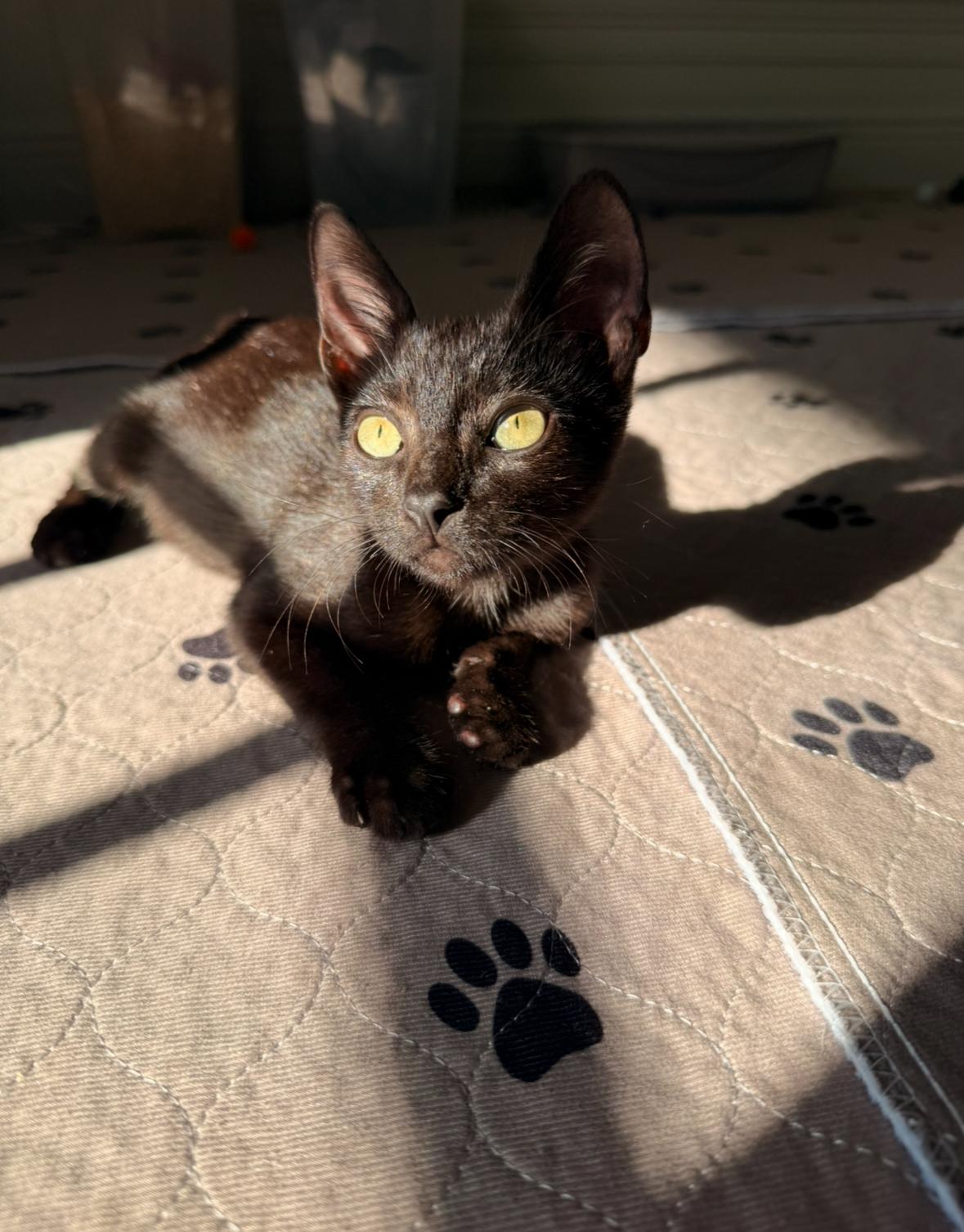 Lafayette, a Adopted Domestic Short Hair in New Orleans, LA image 6/6