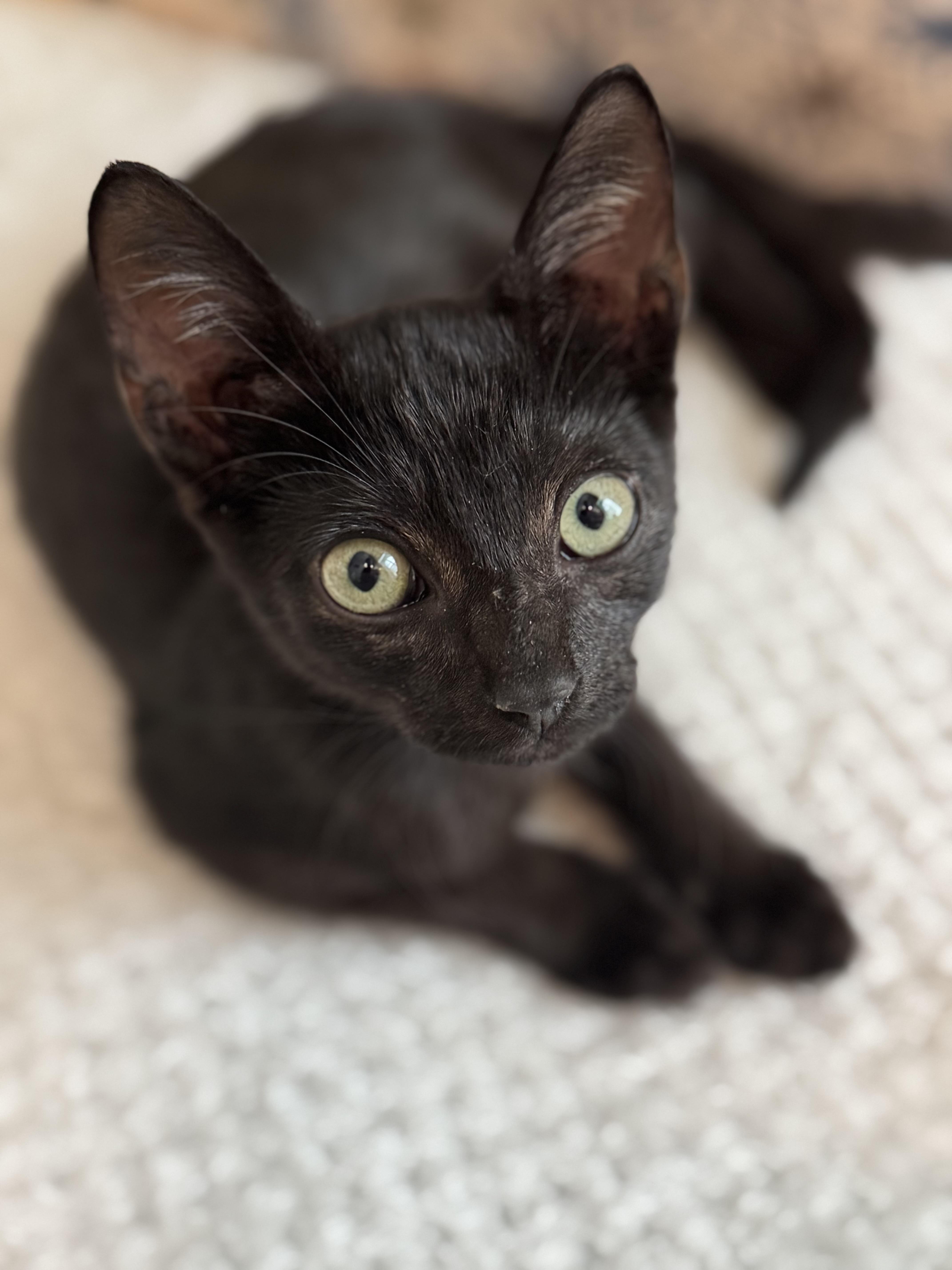 Lafayette, a Adopted Domestic Short Hair in New Orleans, LA image 2/6